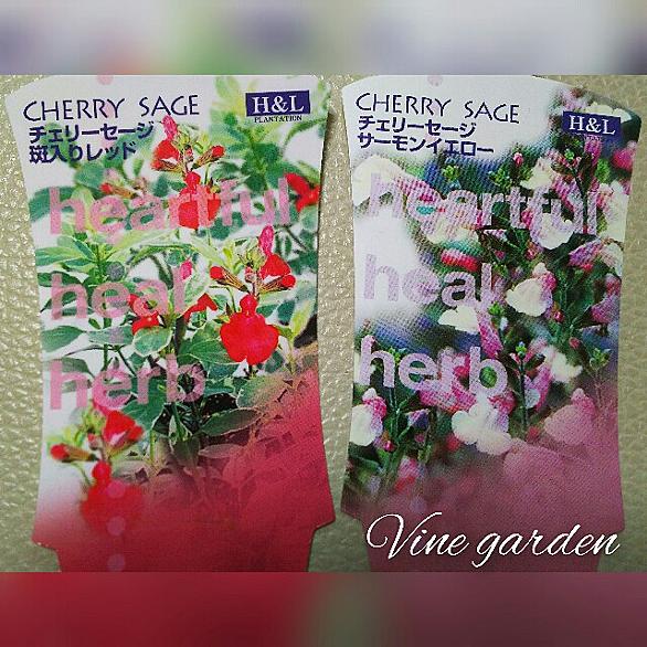 チェリーセージとは 動植物の人気 最新記事を集めました はてな チェリーセージとは 動植物の人気 最新記事を集めました はてな