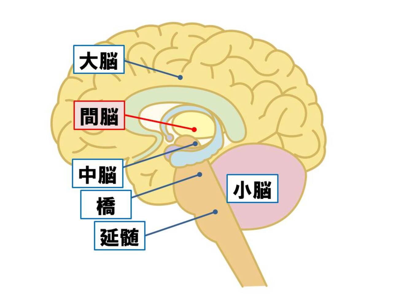 間 脳 視床 下部