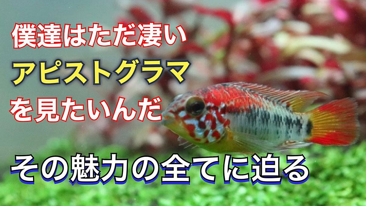 記事一覧 アピストグラマ豊富な種類を入荷 取り揃えており店頭販売 通販をしております アピストグラマ専用の混泳水槽もあります アガシジィ エリザベサエ Dナンバー ビタエニアータ インカ50 などなど人気のワイルド物から改良品種まで幅広く取り揃えています