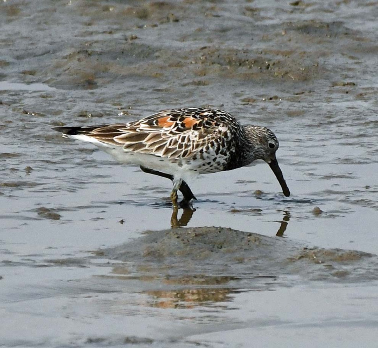 backend=imagemagick;version=1;