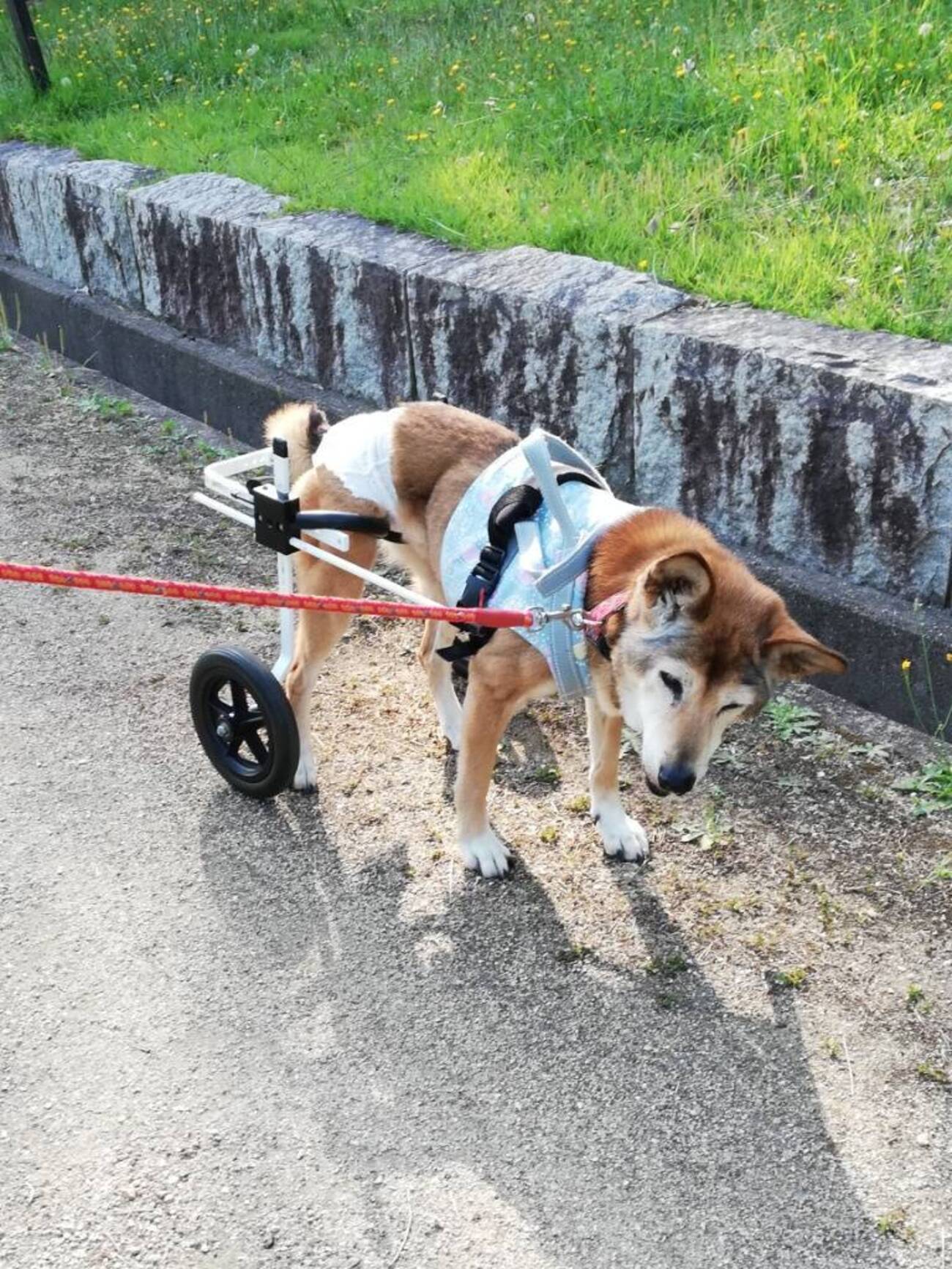 老犬介護】岡山の『車いす』のレンタル(K9カート) 手作りの参考にも… - 老犬ぶーやんの介護日記