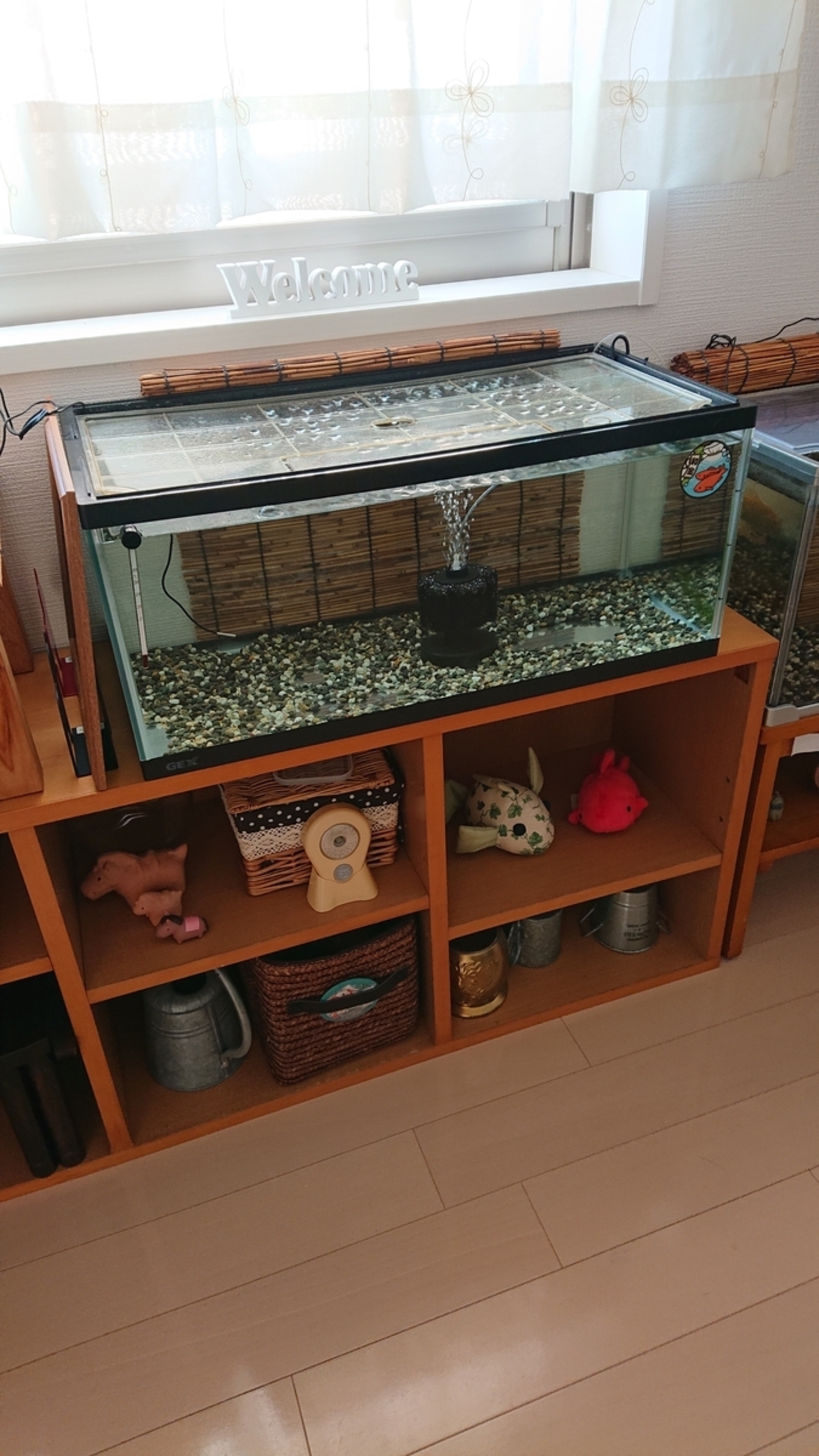 らんちゅう水槽をリセットした - すくい金魚