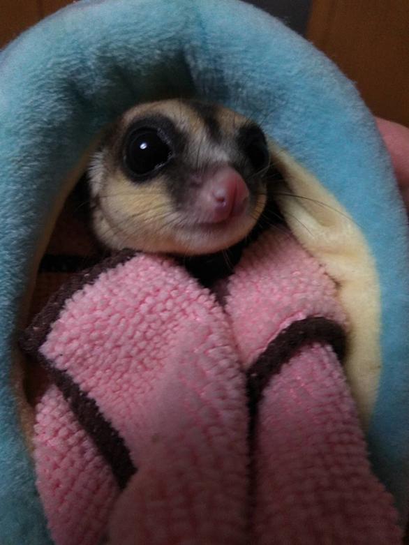 フクロモモンガとは 動植物の人気 最新記事を集めました はてな フクロモモンガとは 動植物の人気 最新記事を集めました はてな