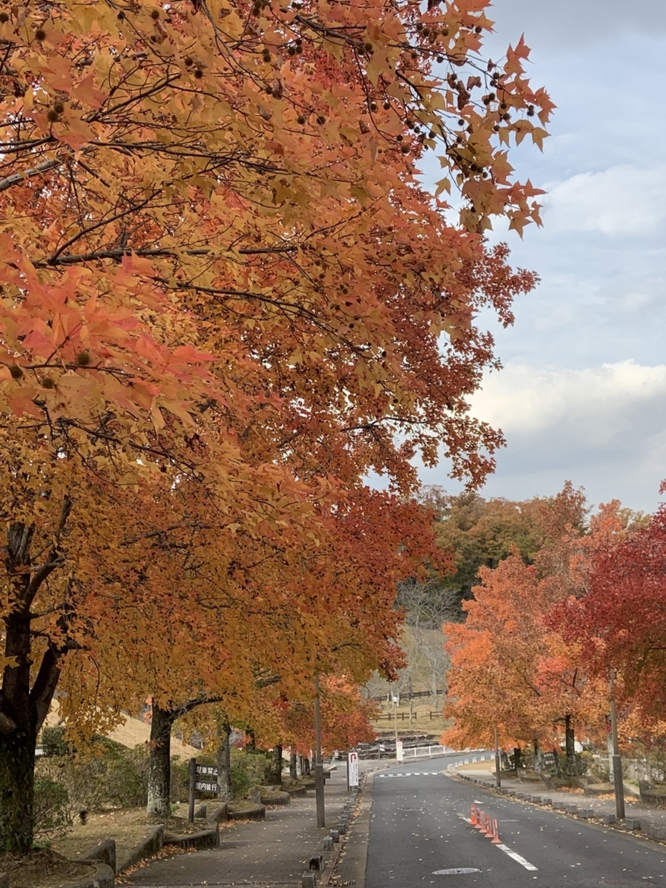⑩ぱぶろふ「紅葉」他の方購入不可 紅葉（こうよう）と一口に言っても、モミジ、カエデ、フウと種類が