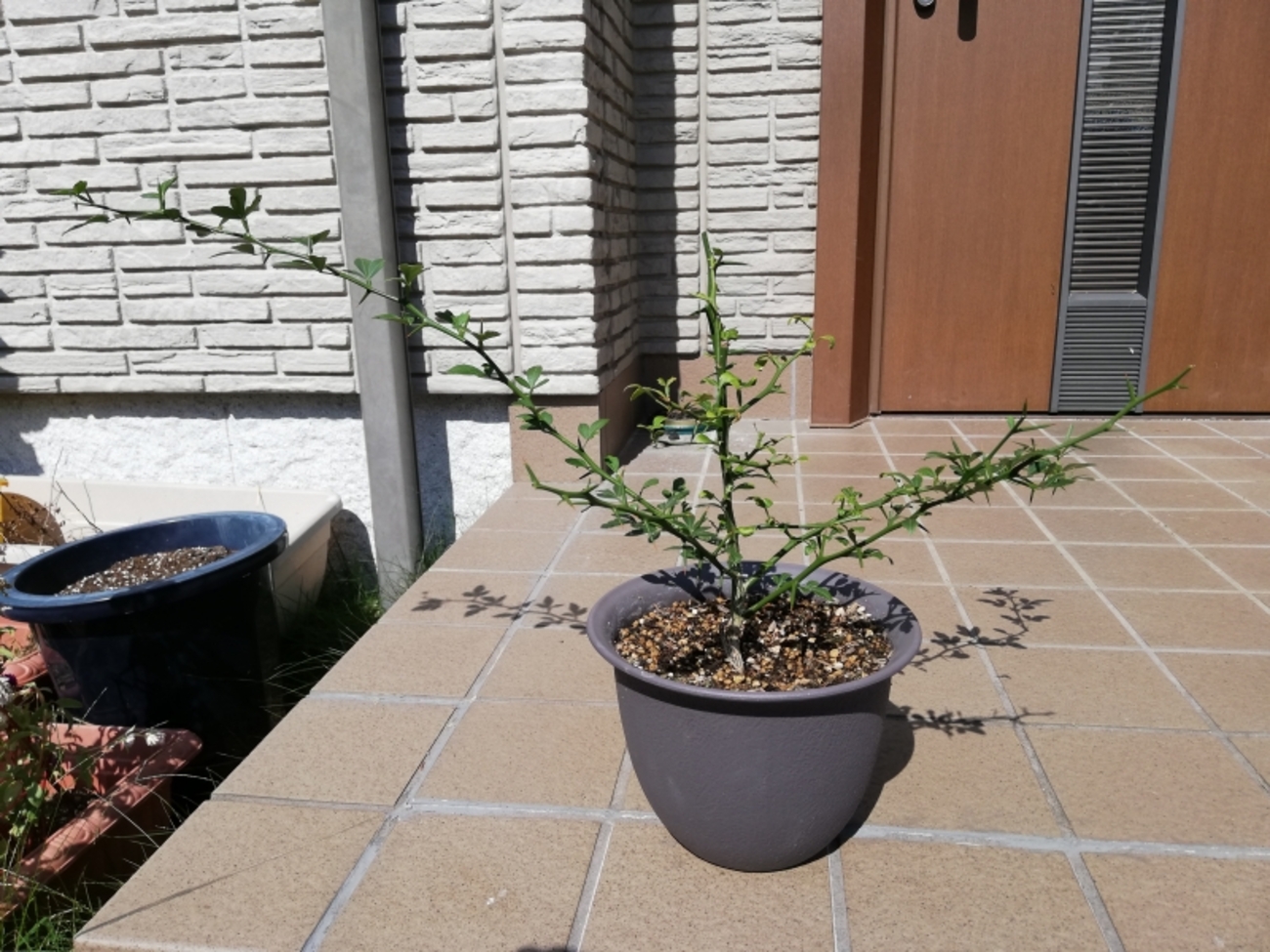カラタチの葉が赤茶色に変化した？ 柑橘類の台木の危機。 原因は何 