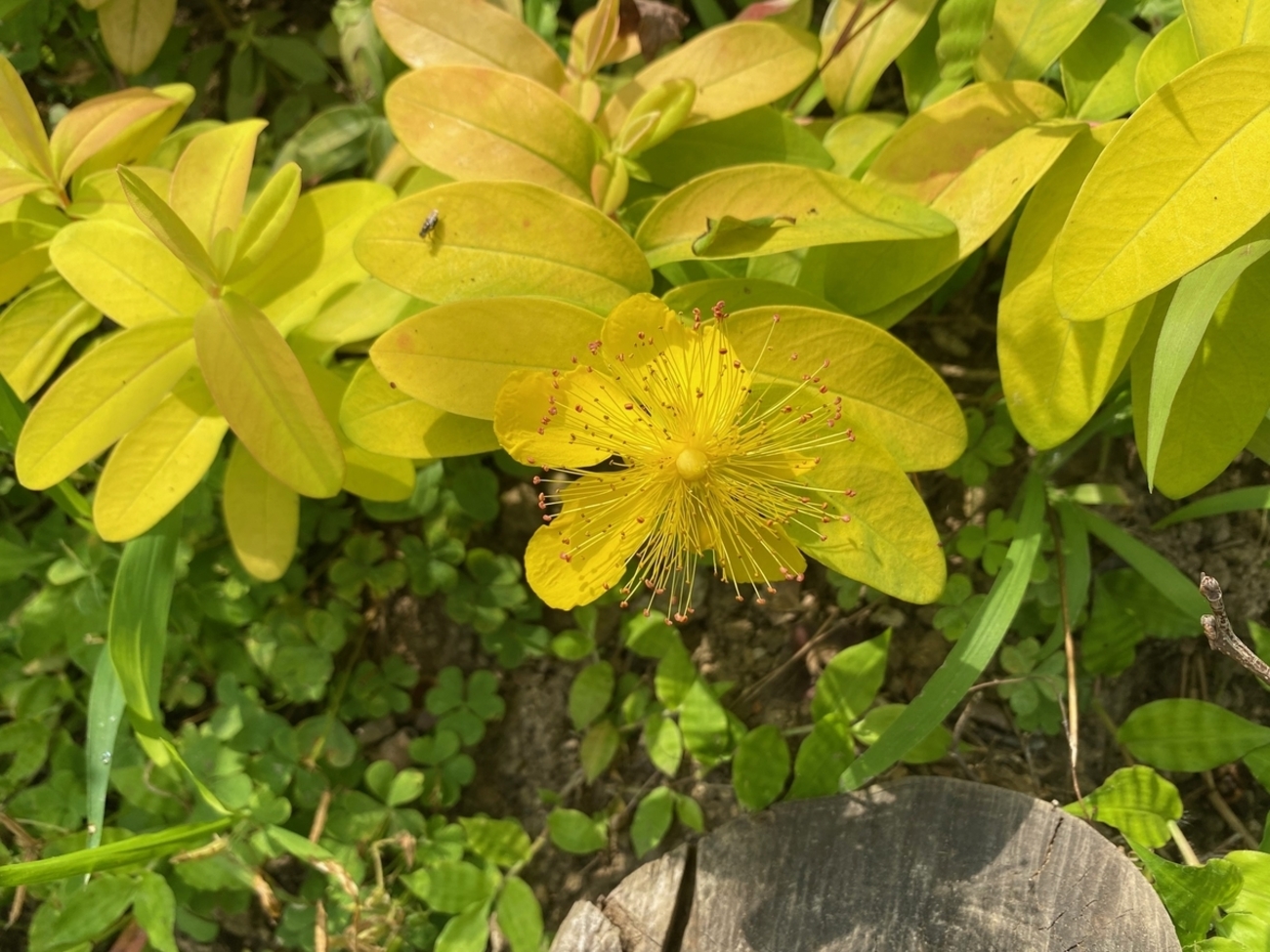 常緑の黄金葉！『ヒペリカム・ゴールドフォーム』の成長と開花！～初夏