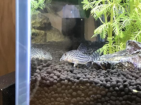 コリドラスとは 動植物の人気 最新記事を集めました はてな コリドラスとは 動植物の人気 最新記事を集めました はてな