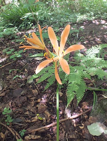 キツネノカミソリとは 動植物の人気 最新記事を集めました はてな