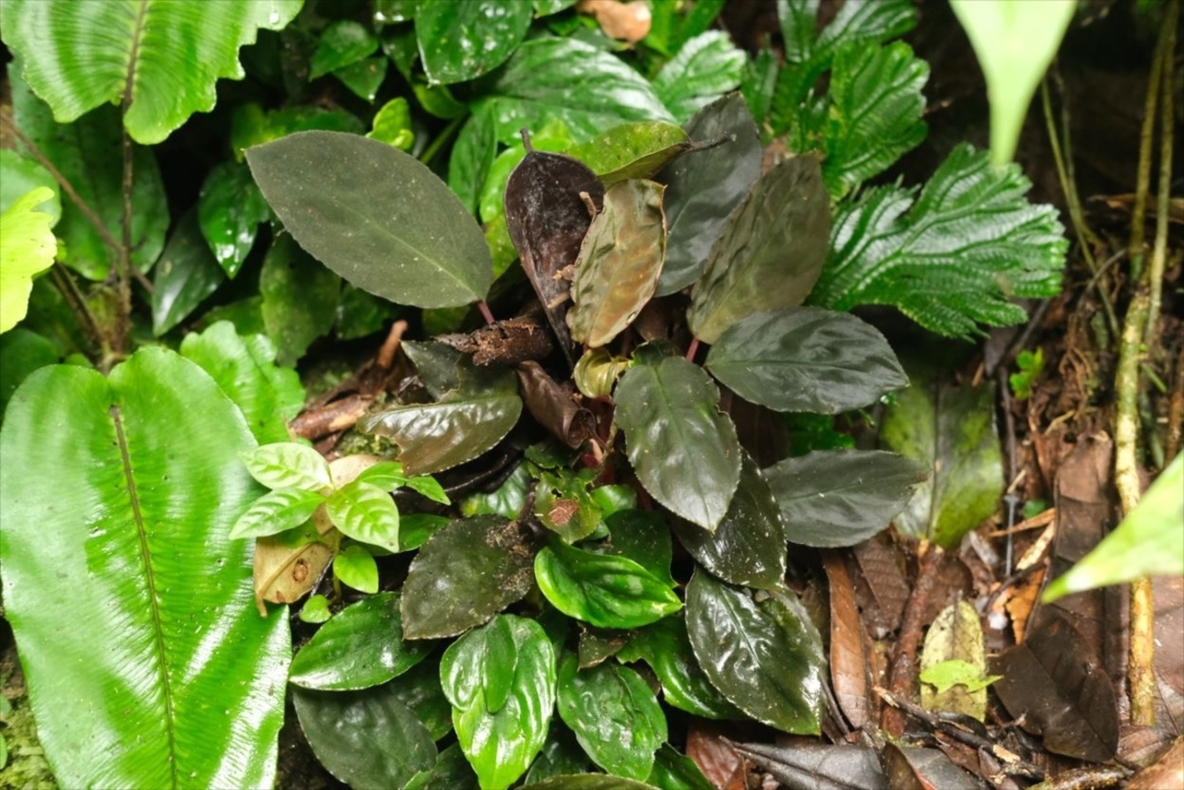 Homalomena sp.”Honey bee”from Kapuas【AZ0425-8】 - azulaquarium