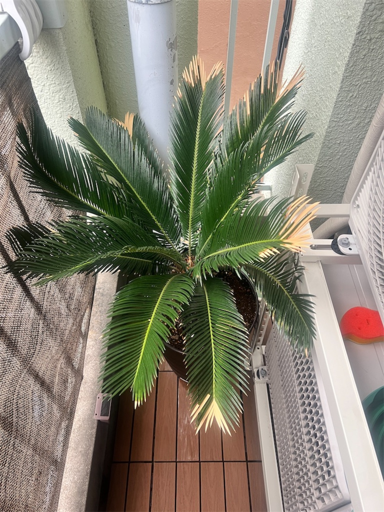マジか】ソテツの葉っぱが黄色く変色したので切り落としたら… - 羽鳥商店