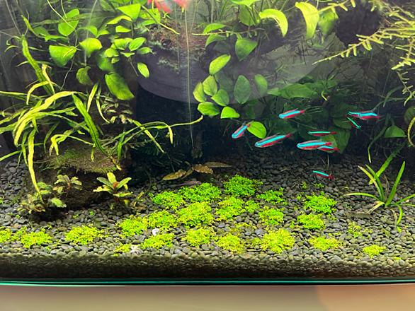 キューバパールグラスとは 動植物の人気 最新記事を集めました はてな キューバパールグラスとは 動植物の人気 最新記事を集めました はてな