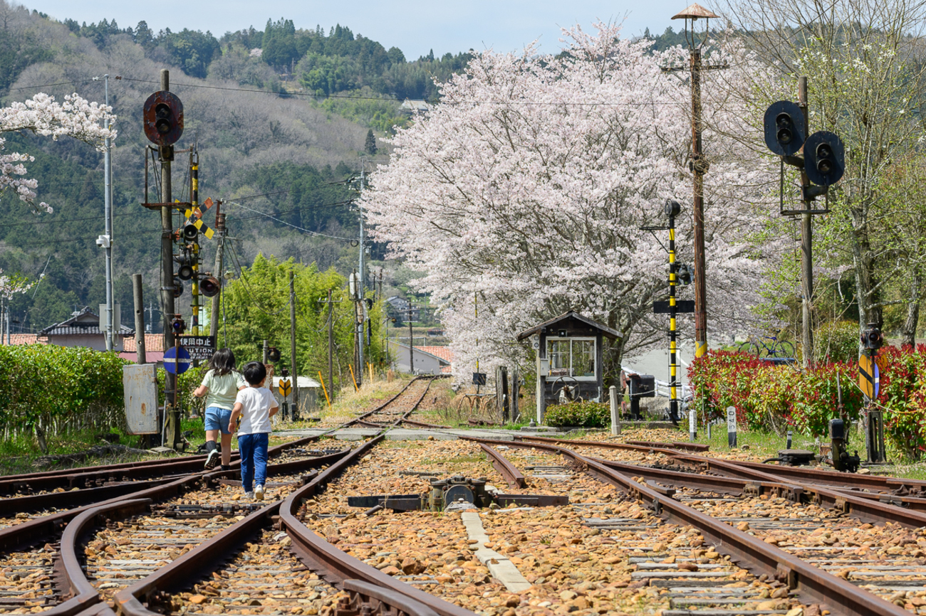 鉄道模型風景 鉄道と桜の風景、愛媛県、引き取り限定 鉄道模型風景 鉄道と桜の風景、愛媛県、引き取り限定