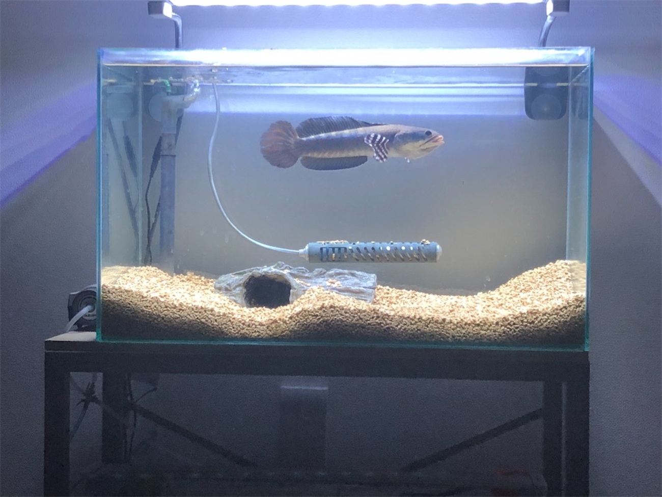 60㎝水槽】チャンナプルクラの飼育日記⑨ - ABYの熱帯魚図鑑