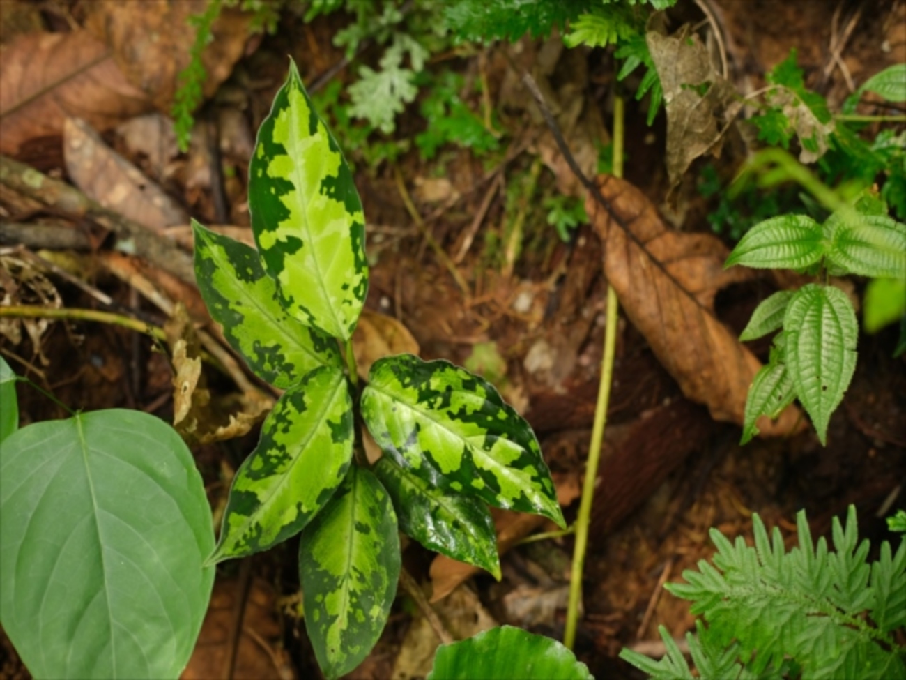 Aglaonema pictum”ちゃんぷーる”from Sibolga【AZ0624-1