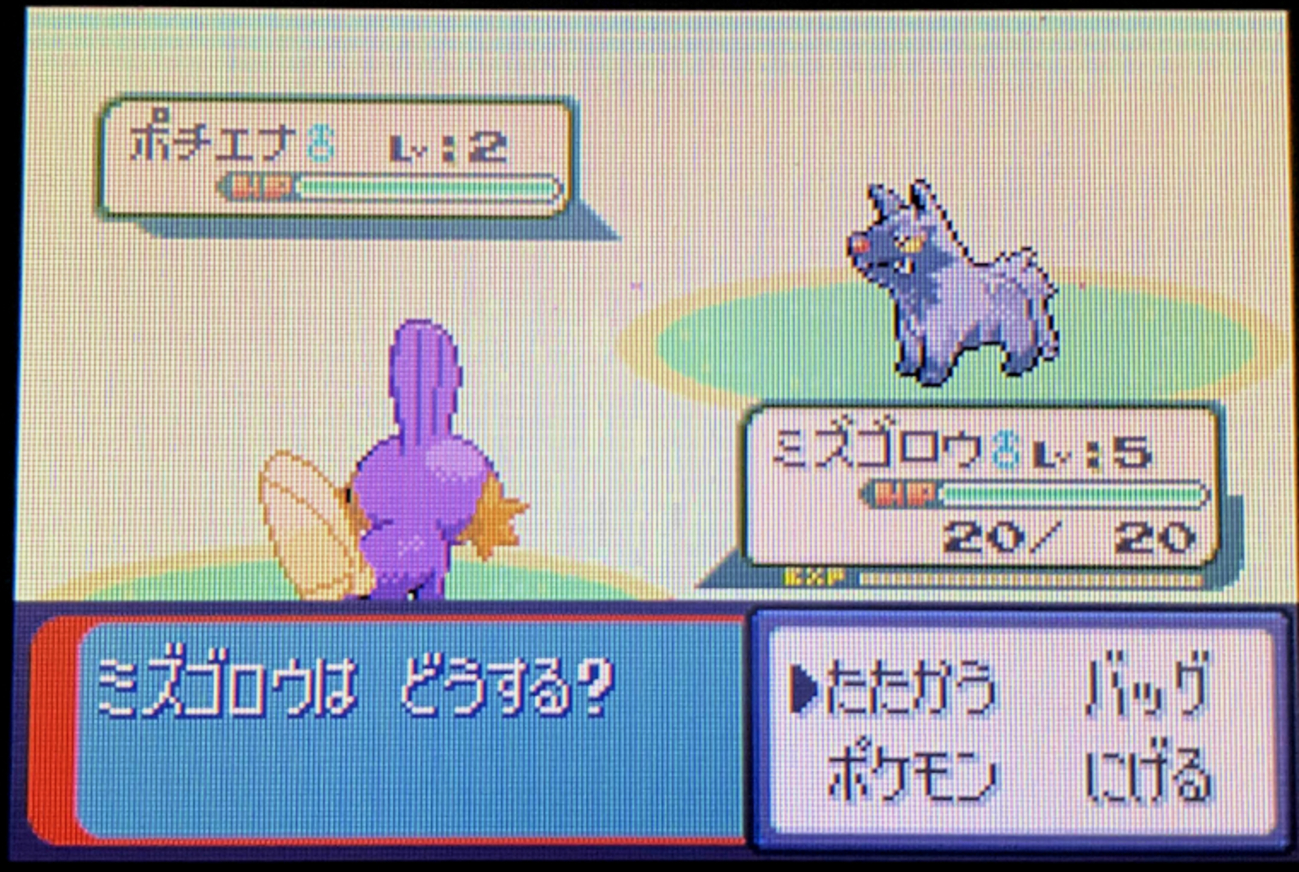 色違い紹介】[乱数調整産] No.0258 ☆ミズゴロウ【ポケモンRSE】 - 輝 