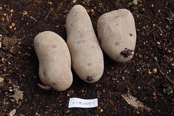 ノーザンルビーとは 食の人気 最新記事を集めました はてな ノーザンルビーとは 食の人気 最新記事を集めました はてな