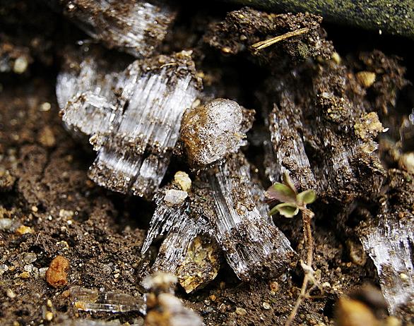 霜柱とは 一般の人気 最新記事を集めました はてな