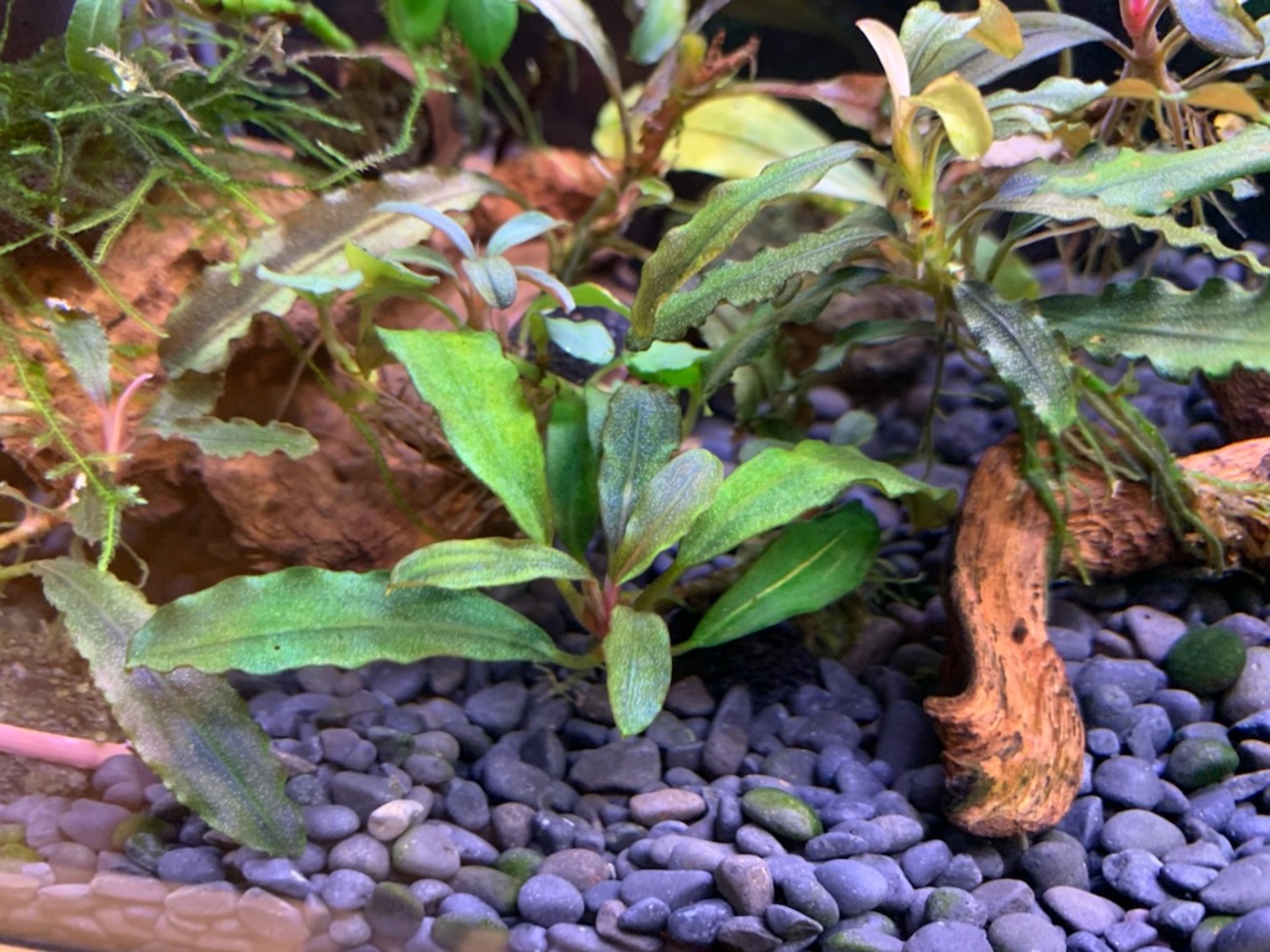 サウザー様確認用】ブセファランドラ 群生株 通販 水草】組織培養 