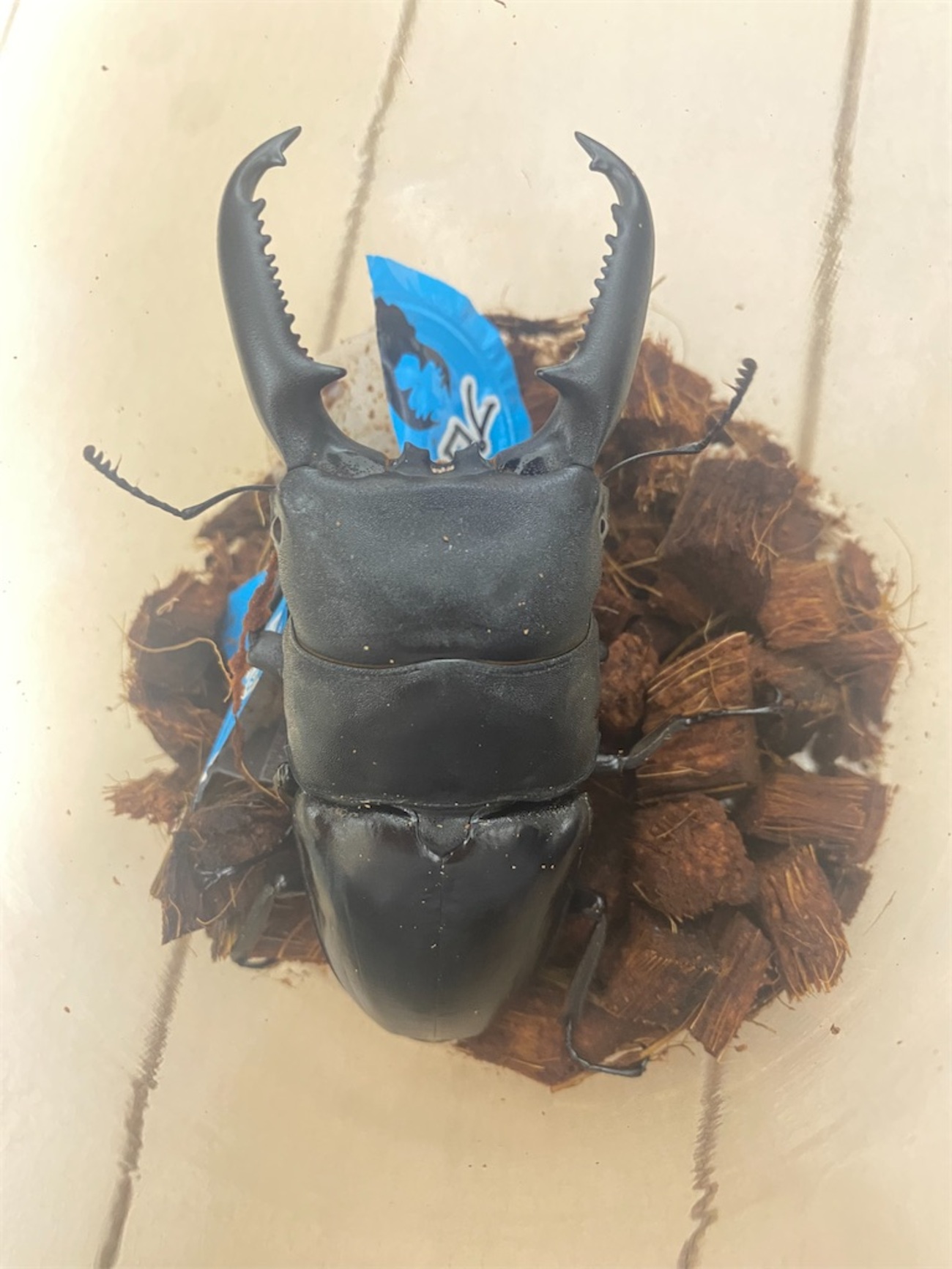 4月度フィリピン便 - カブトムシ道場