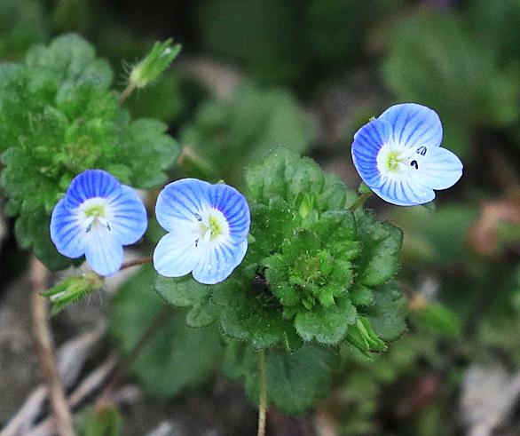 コオニタビラコとは 動植物の人気 最新記事を集めました はてな コオニタビラコとは 動植物の人気 最新記事を集めました はてな