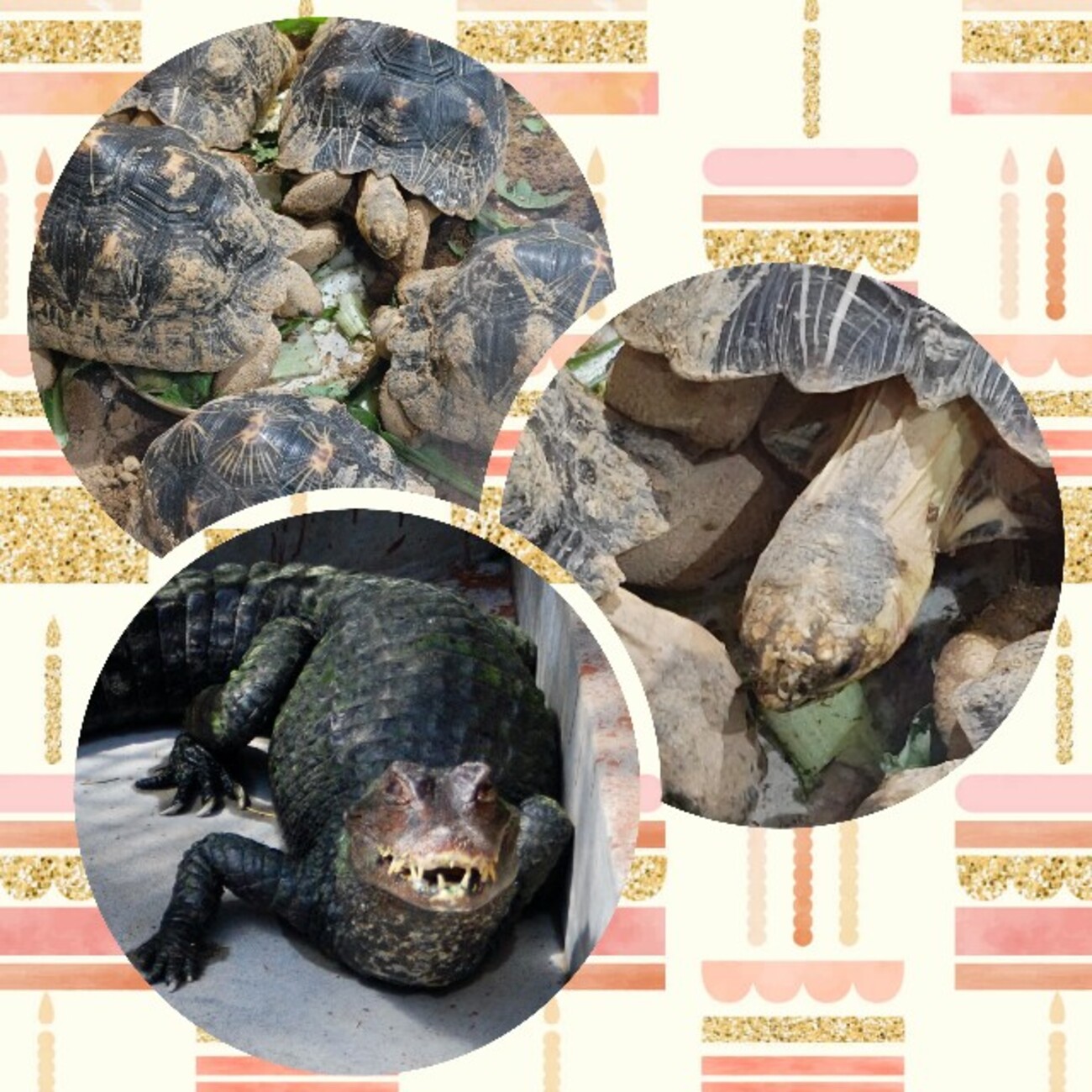 熱川バナナワニ園へ - のみや牧場のかあこ日記