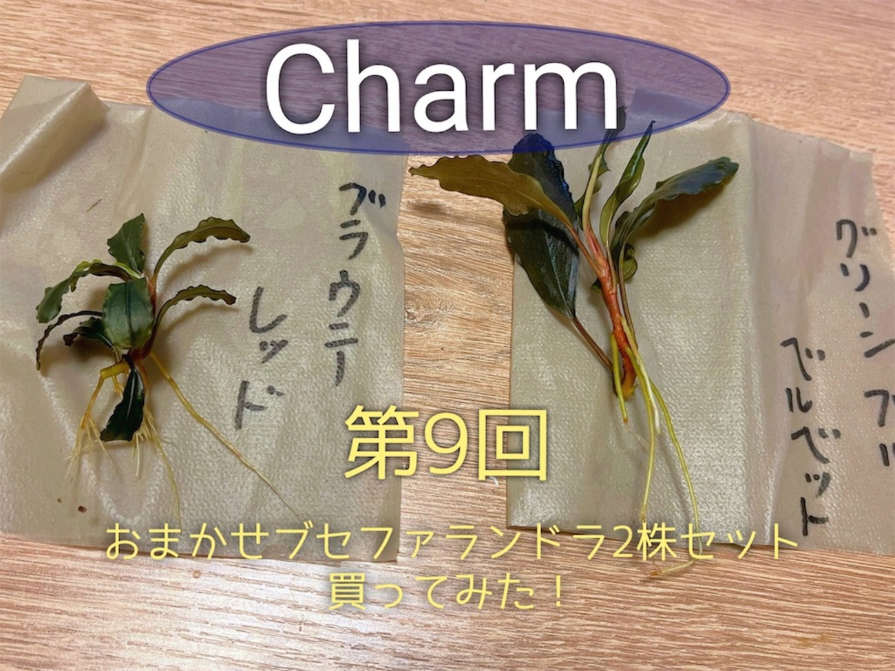 第九回！charmおまかせブセファランドラ2株セット買ってみた！ - たな 