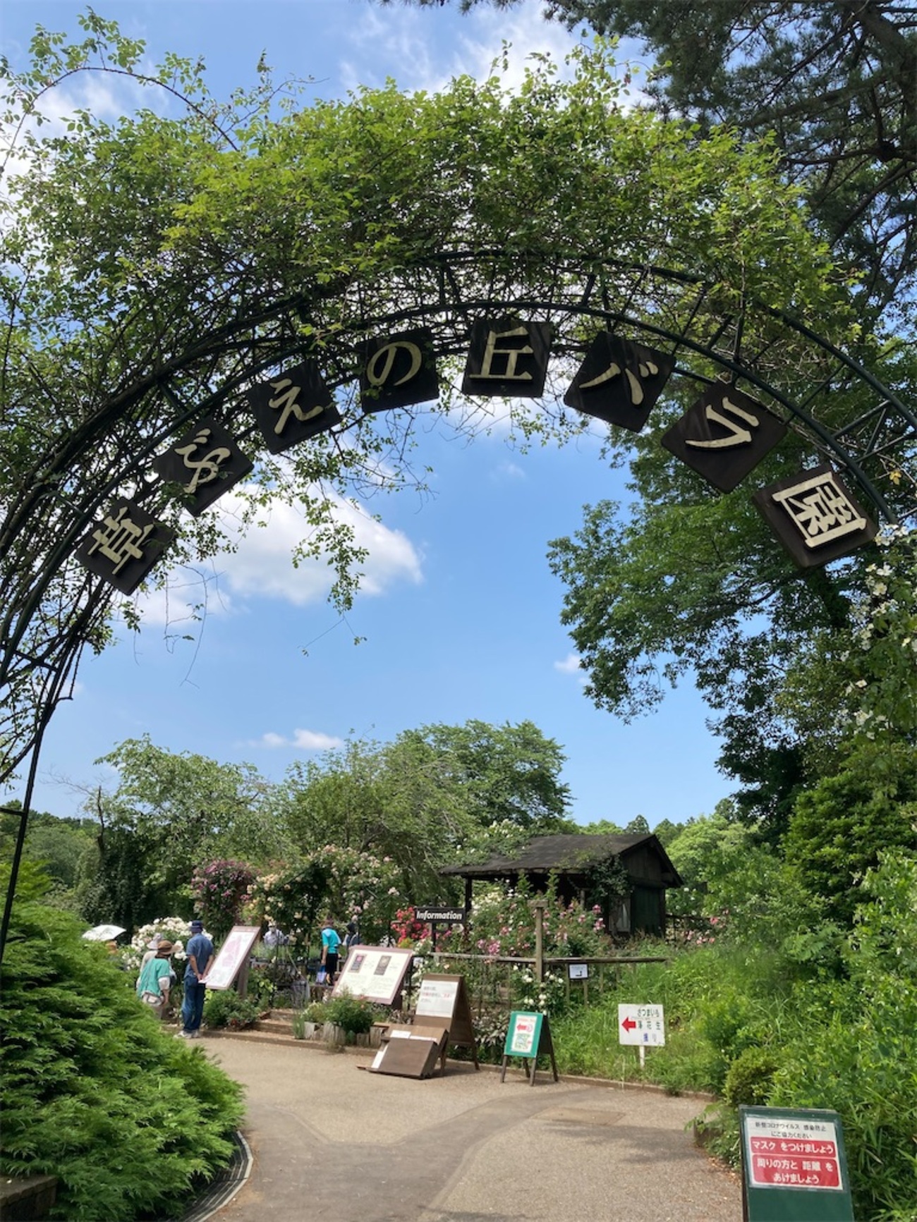 佐倉草笛の丘バラ園に行って来ました - hitomi's favorite