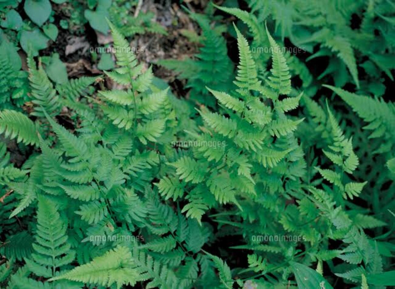 空*草様 ★ヘイケイヌワラビ　島根県産　胞子培養株 backend=imagemagick;version=1;