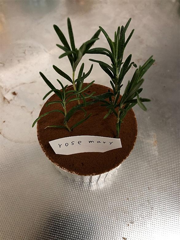 プランターとは 動植物の人気 最新記事を集めました はてな