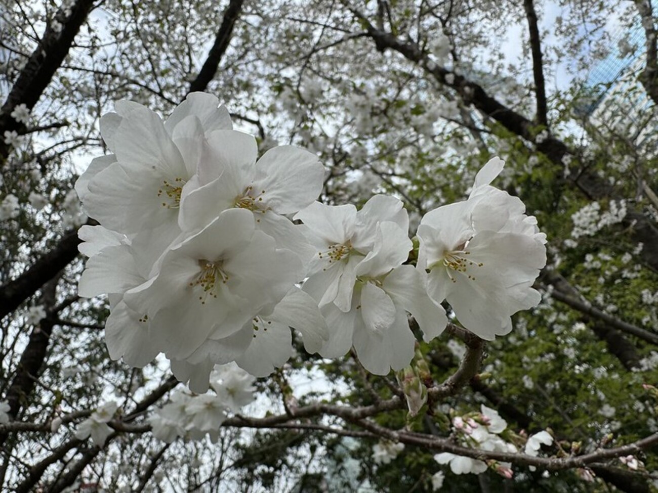 今週末を逃したら今年の桜は散ってしまうかも？と急ぎ神田川桜並木をお