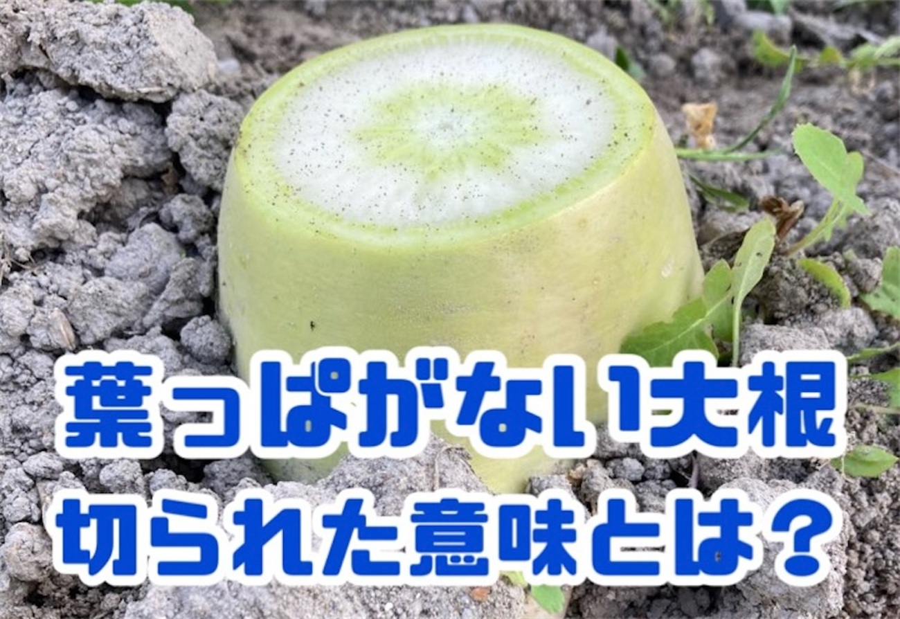 取れたて大根 大根】収穫後の長期保存方法 Radish preservation method - YouTube