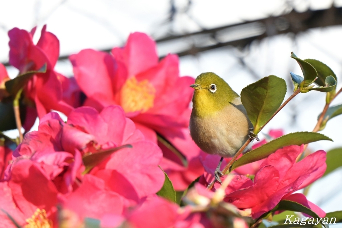 backend=imagemagick;version=1;