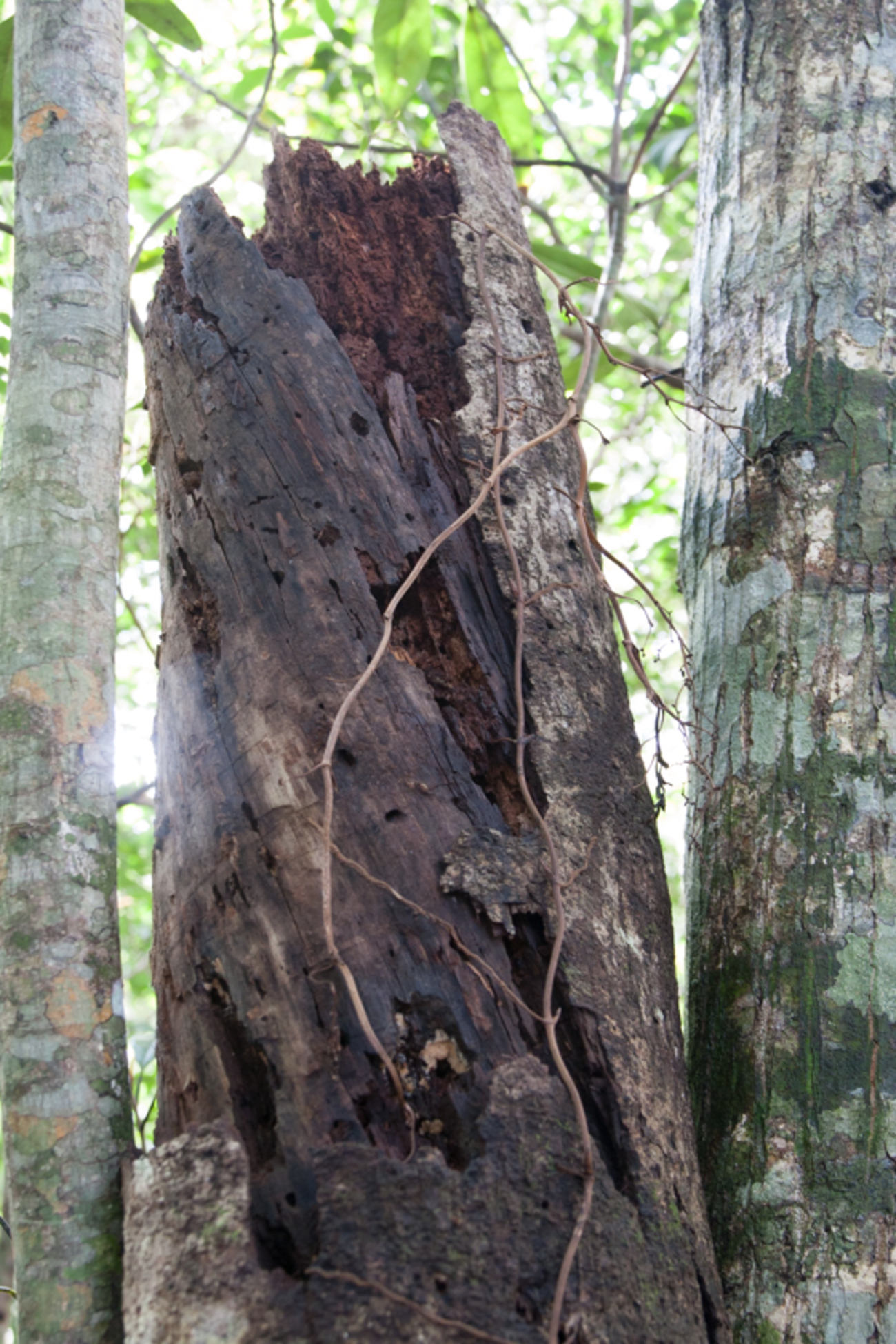 やんばるの森事情5-枯れ木の効能 - 生きもの千夜一話 by 金井塚務