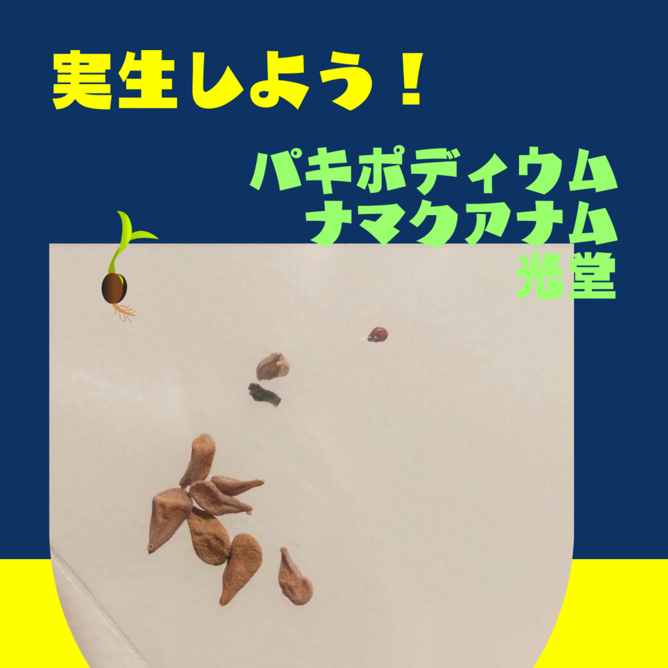 【実生・自根／管理良好】パキポディウム　ナマクアナム　ODDROOTS管理株 Pachypodium namaquanum【パキポディウム・ナマクアナム・光堂