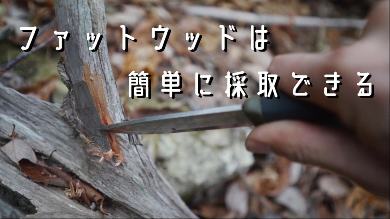 自然の着火剤 ファットウッドは簡単に見つけれる。 - ゆーさん 