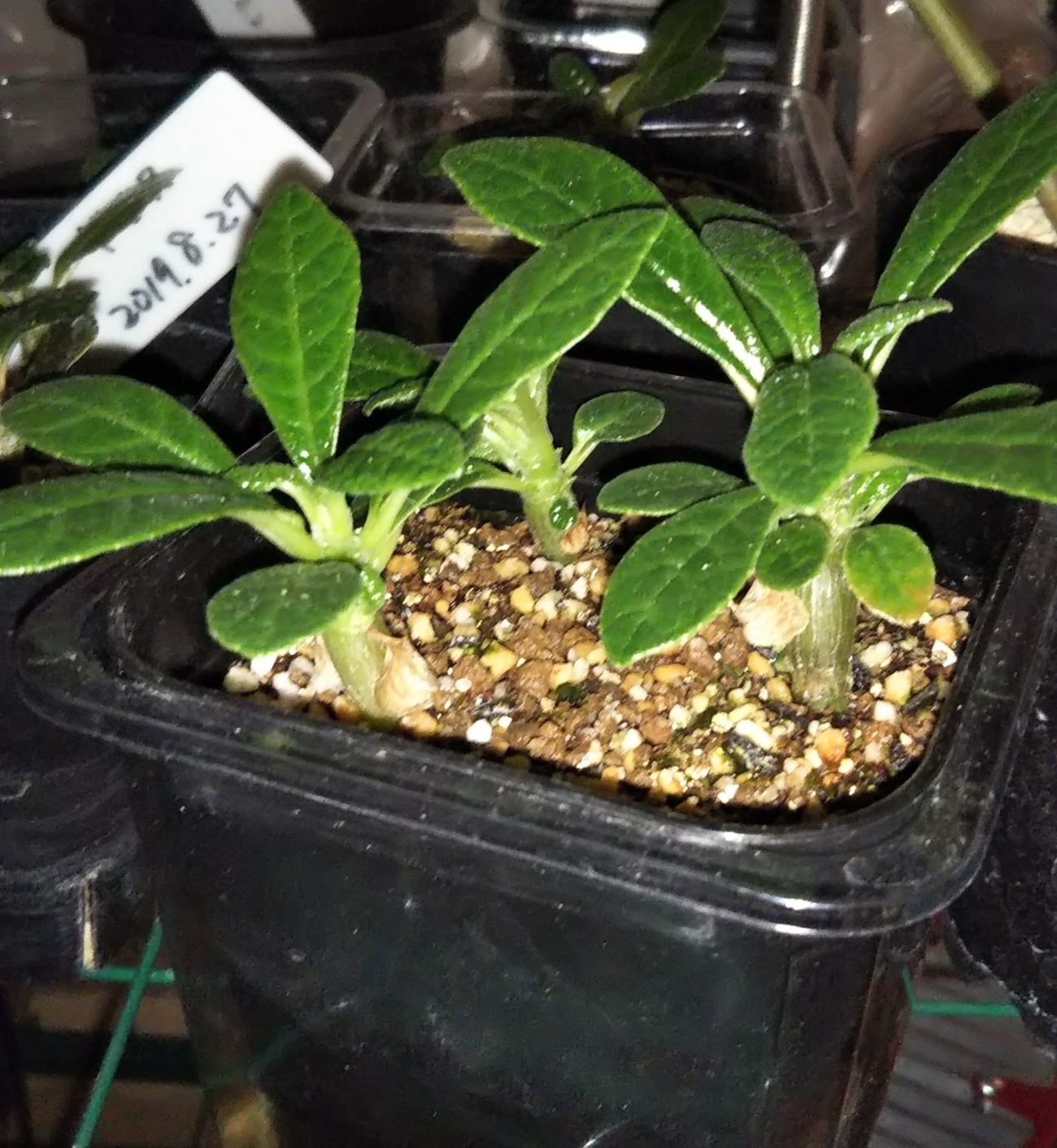 ドルステニアギガス実生 2020年4月→7月 - And Plants