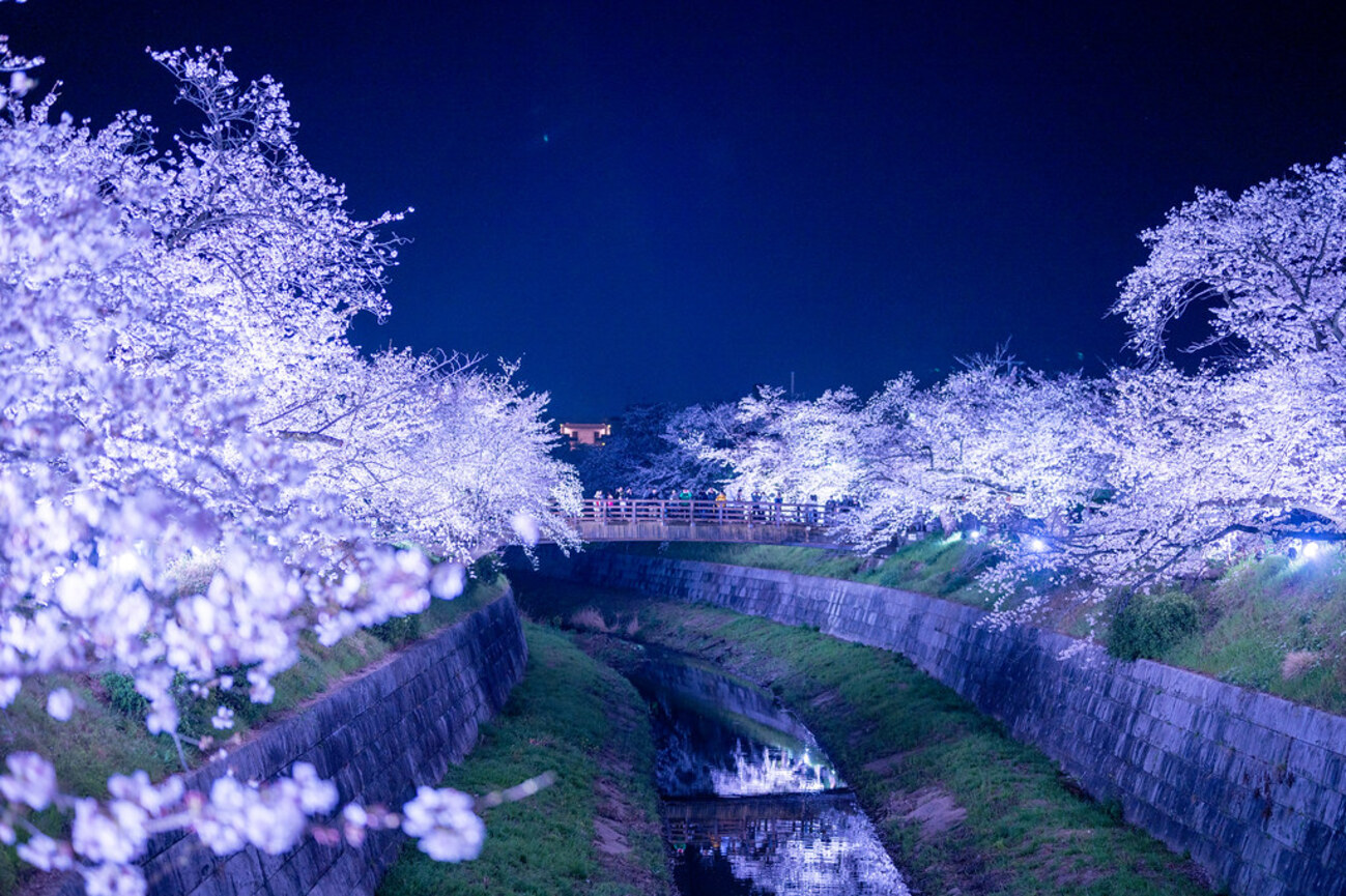 あつ&さま専用（原画）夜更けの桜が咲く頃 ほか　4点おまとめ 4K動画】東京の桜 まとめ/Cherry Blossoms in Japan(Tokyo) 2023