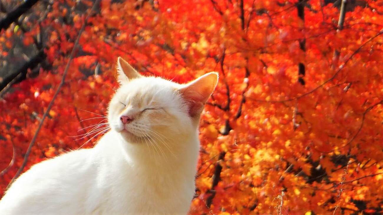 写真集紅葉と猫｜Kako｜日常を旅する写真家 紅葉猫 - daigoron