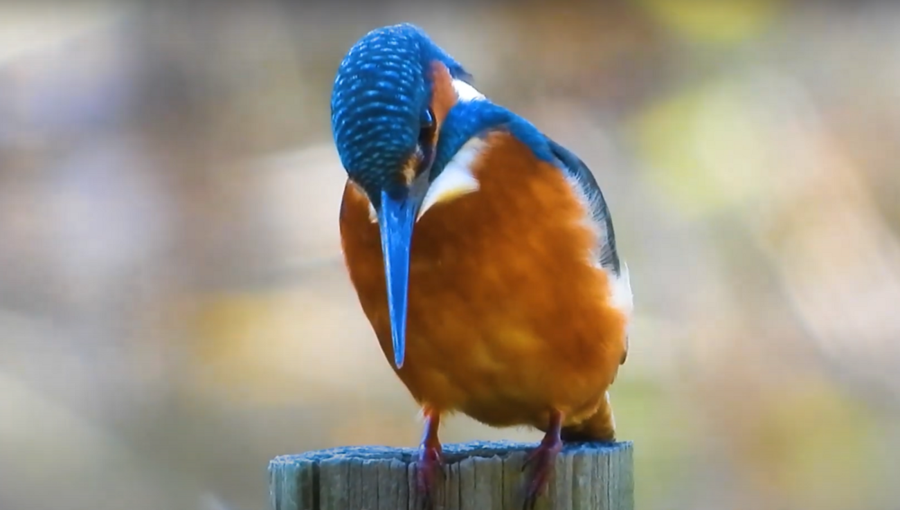 国営昭和記念公園で見かけた鳥たち10羽ー11月上旬ー - 身近な生き物語