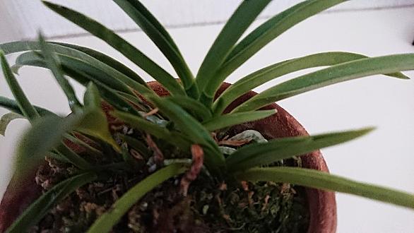 風蘭とは 動植物の人気 最新記事を集めました はてな
