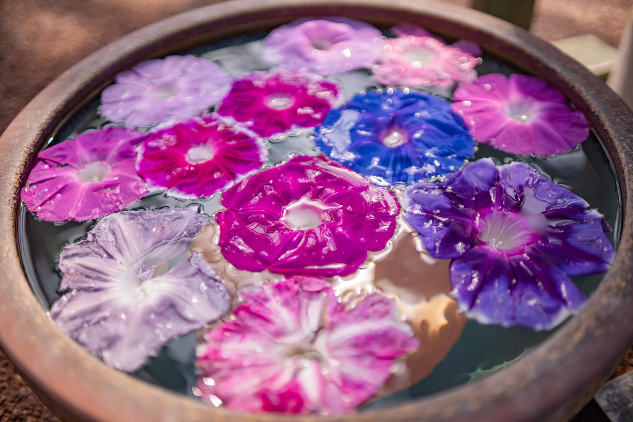 夏のあさがお市 - 光と風と薔薇と