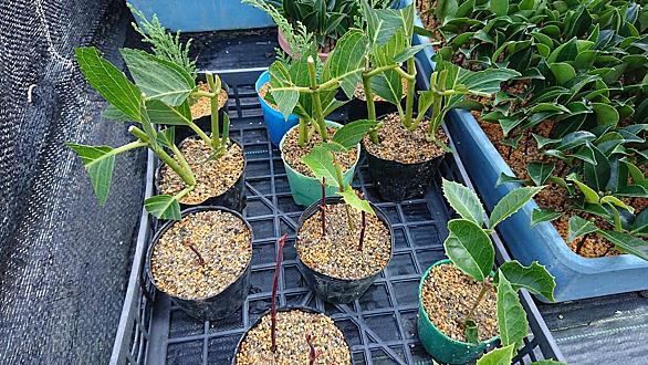 ガクアジサイとは 動植物の人気 最新記事を集めました はてな ガクアジサイとは 動植物の人気 最新記事を集めました はてな