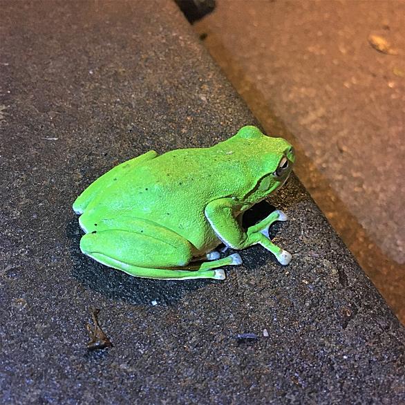 ニホンヒキガエルとは 動植物の人気 最新記事を集めました はてな