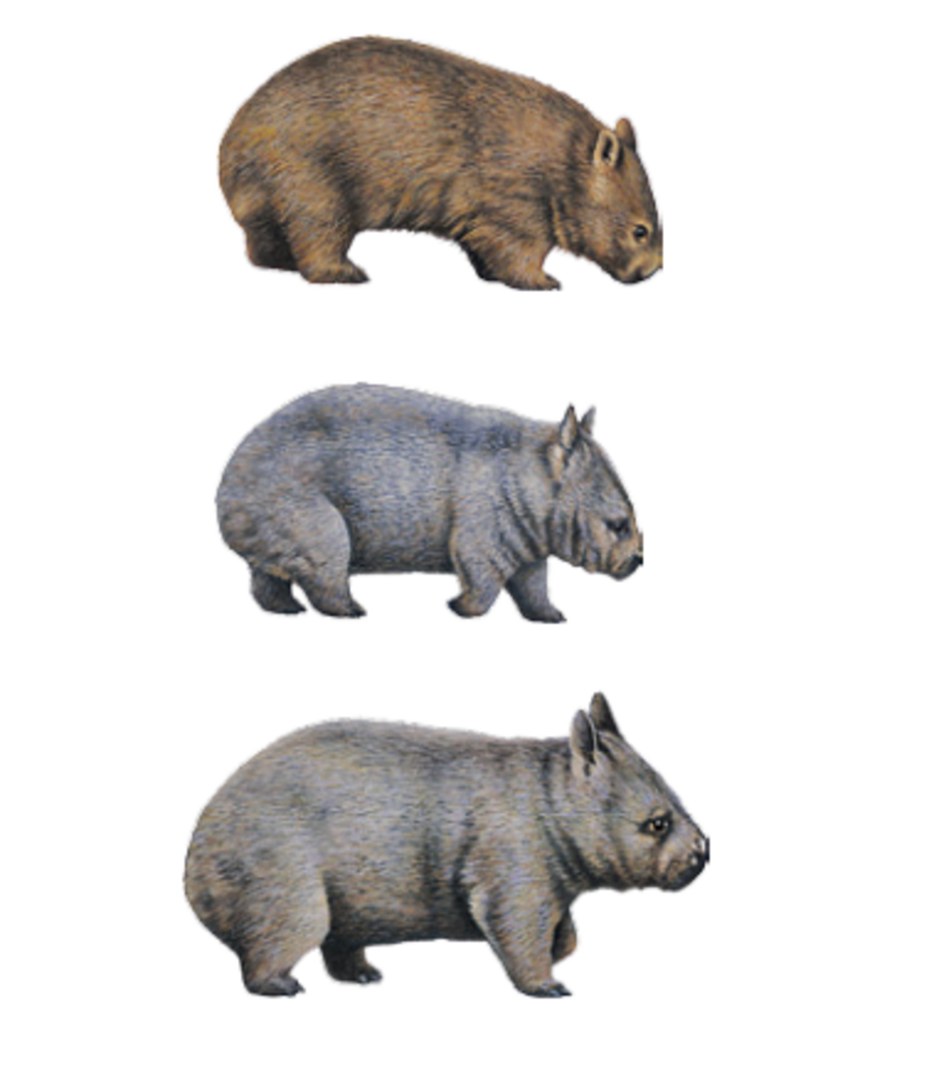 3種類のウォンバット！珍獣の中の珍獣の謎に迫る！ - とあるウォン 