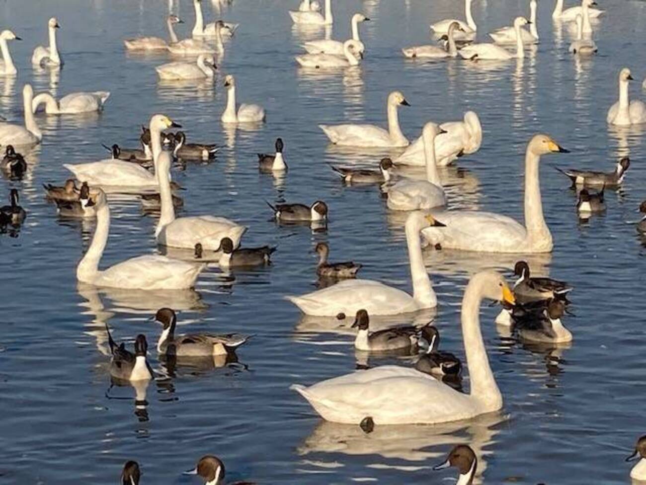 欄間2品（白鳥2羽、草原の白鳥の同サイズ2品) backend=imagemagick;version=1;