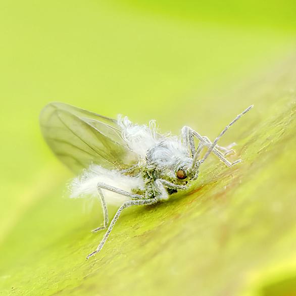 トドノネオオワタムシとは 動植物の人気 最新記事を集めました はてな