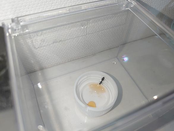 トビイロシワアリとは 動植物の人気 最新記事を集めました はてな