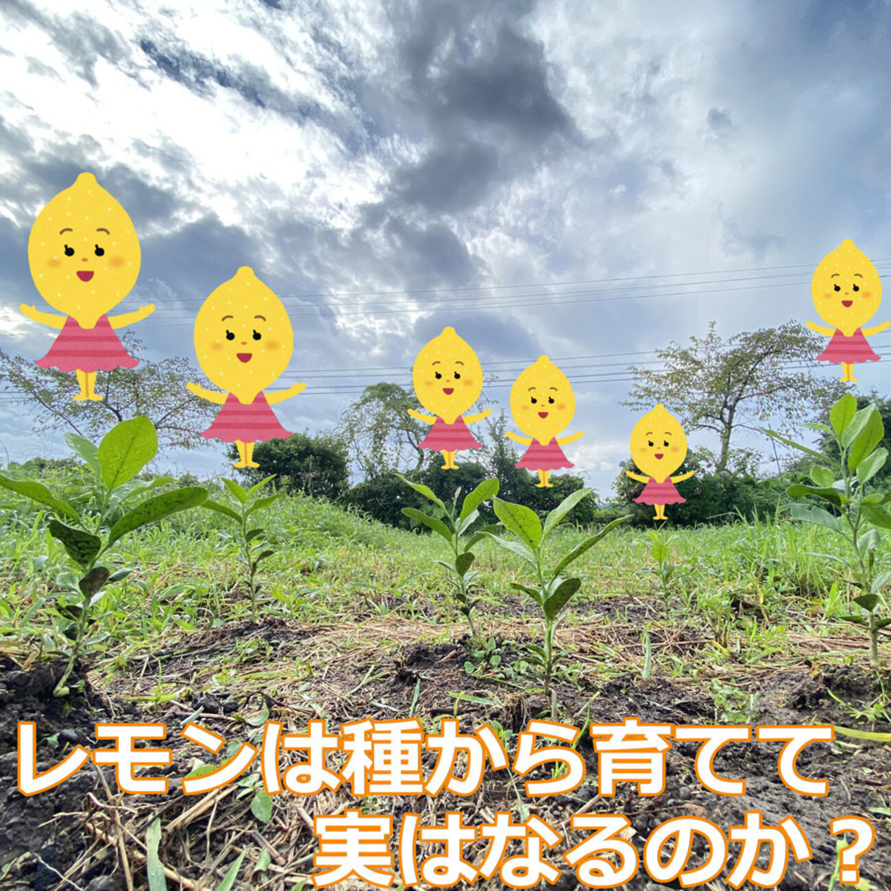 レモン 種から発芽させる。2年3か月6日目。生き残った貴重な1本