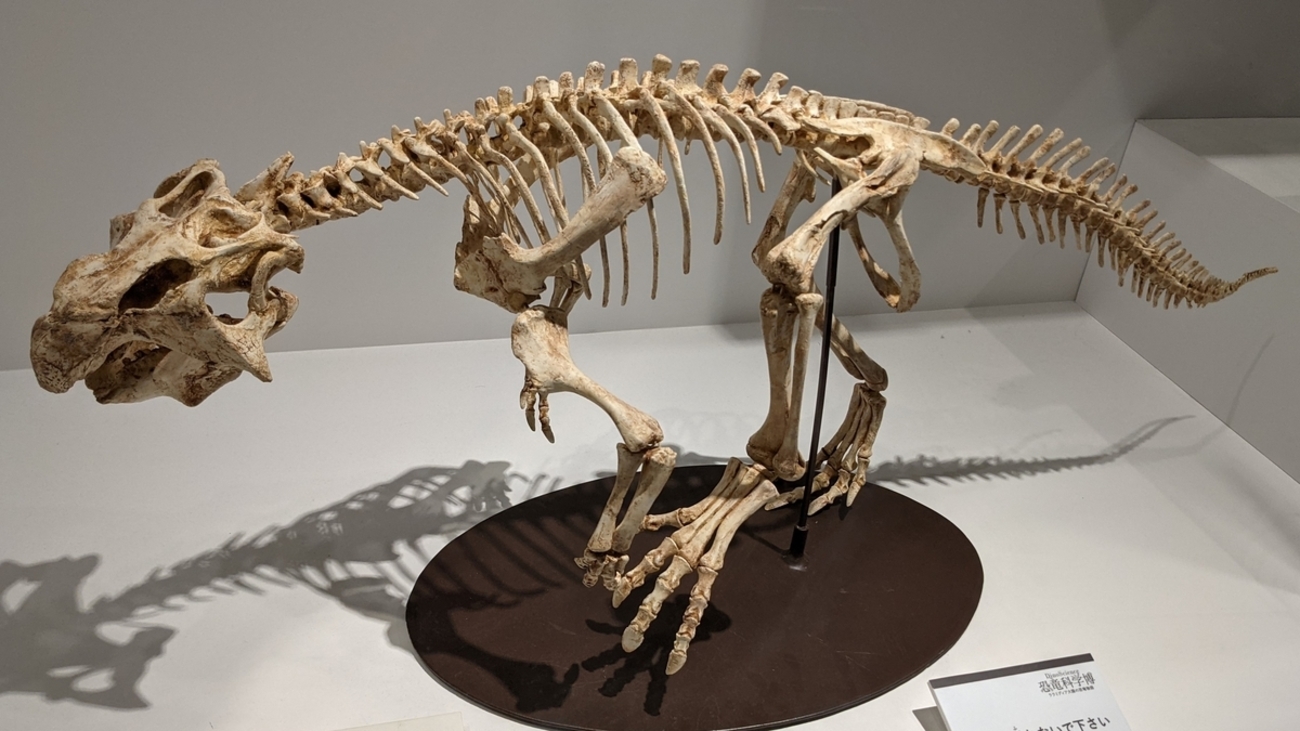 古生物紹介】プシッタコサウルス(Psittacosaurus