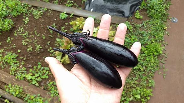 タキイ種苗とは 動植物の人気 最新記事を集めました はてな タキイ種苗とは 動植物の人気 最新記事を集めました はてな